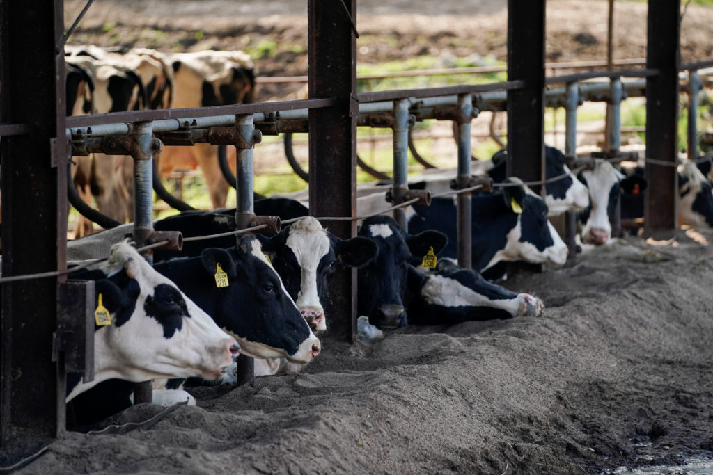 Biosecurity Breach: Poultry Litter and Feed Contamination Pathways
