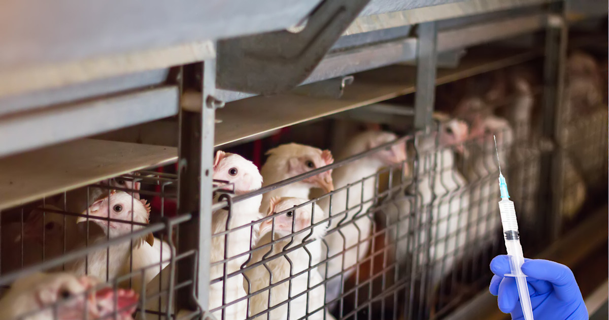 Candida Auris: The Fungal Pathogen Surviving Surface Sterilization